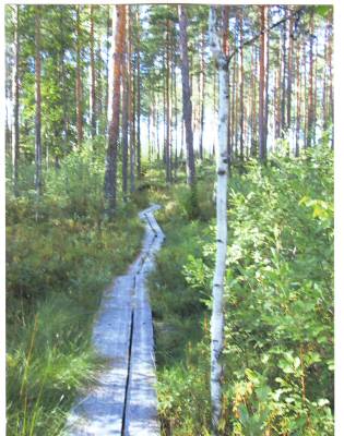 Kustaan suon pitkospuut, Joutsijärven pohjoispuolisessa erämaassa, 2007 valok. Timo Korkeaoja